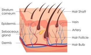 Alopecia (hair loss)