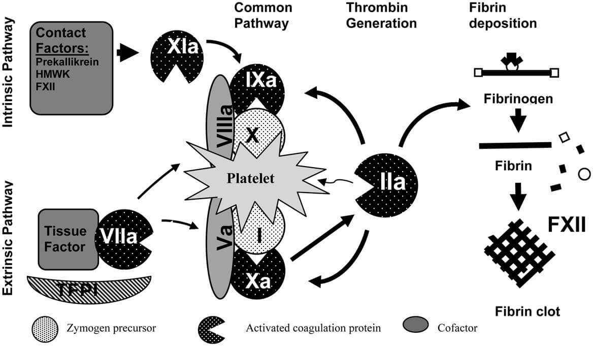 Coagulation pathways.