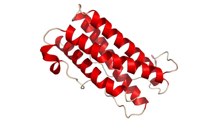 Crystal structure of Leukemia Inhibitory Factor from mouse (PDB code: 1LKI).