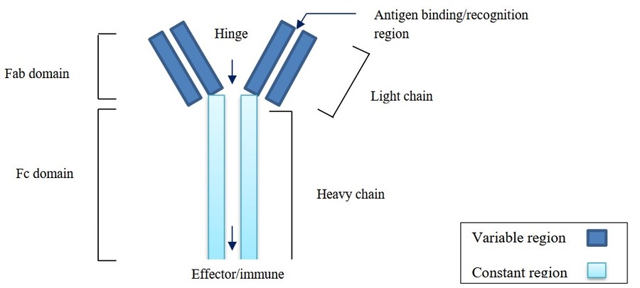 Monoclonalantibody consists of Fab domain and Fc domain.