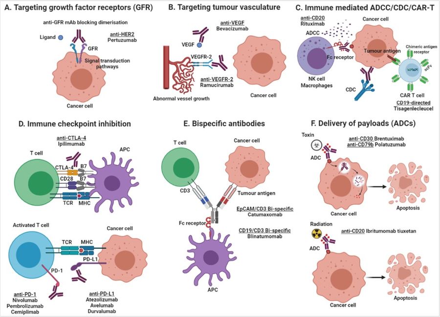 Mechanisms of monoclonal antibodies in therapy: growth factor receptor targeting, tumor vasculature targeting, immune-mediated ADCC/CDC/CAR-T, immune checkpoint inhibition, bispecific antibodies, and payload delivery (ADCs).