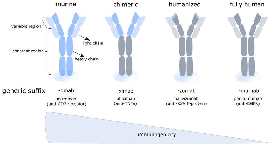 Types of monoclonal antibodies: murine, chimeric, humanized, and fully human.
