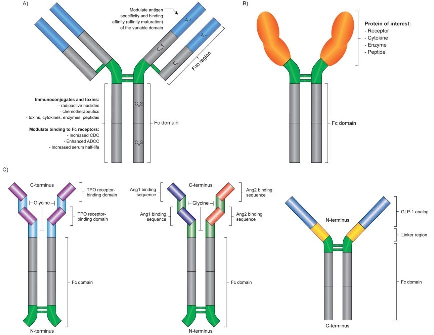 Schematic representation of peptide-Fc fusion proteins and notable examples.