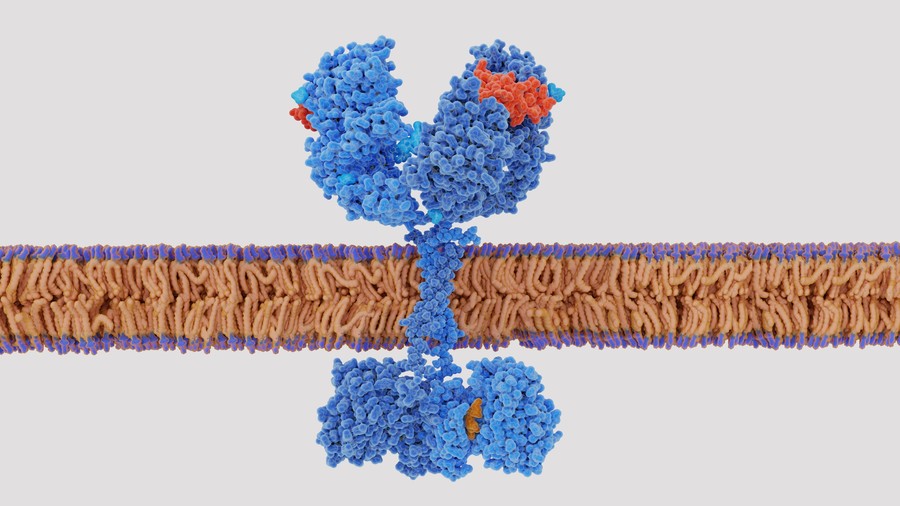 The epidermal growth factor activates the EGF receptor by binding to it.