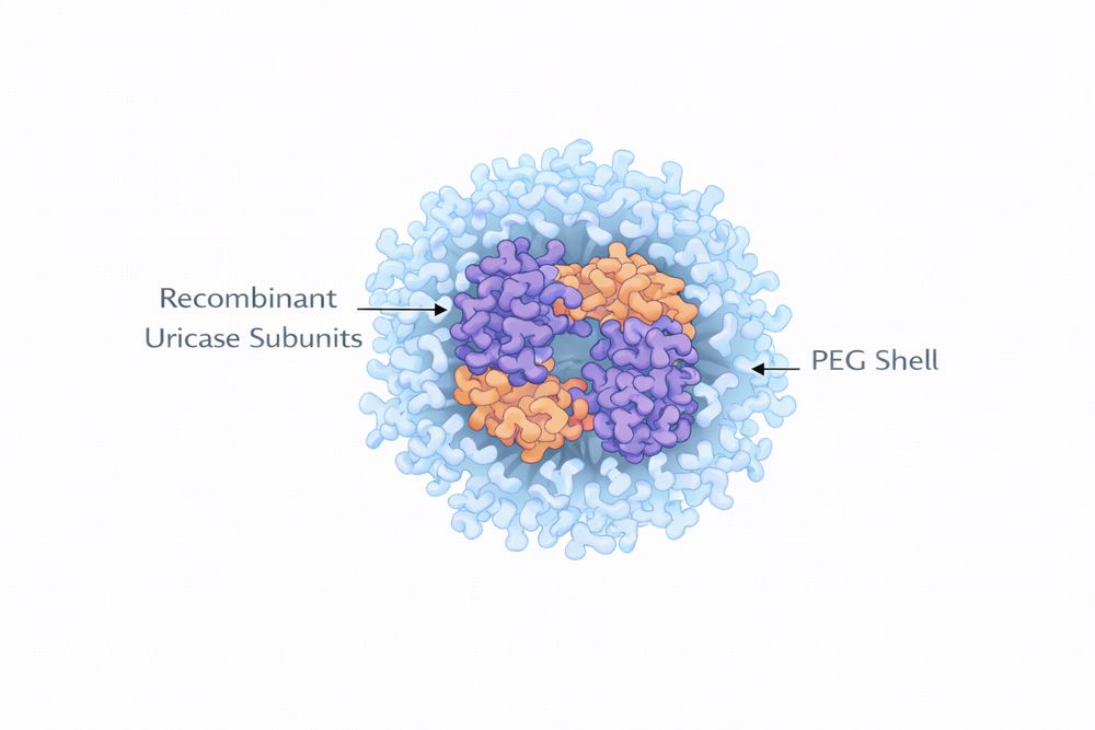 Conceptual structure of PEGylated recombinant uricase.