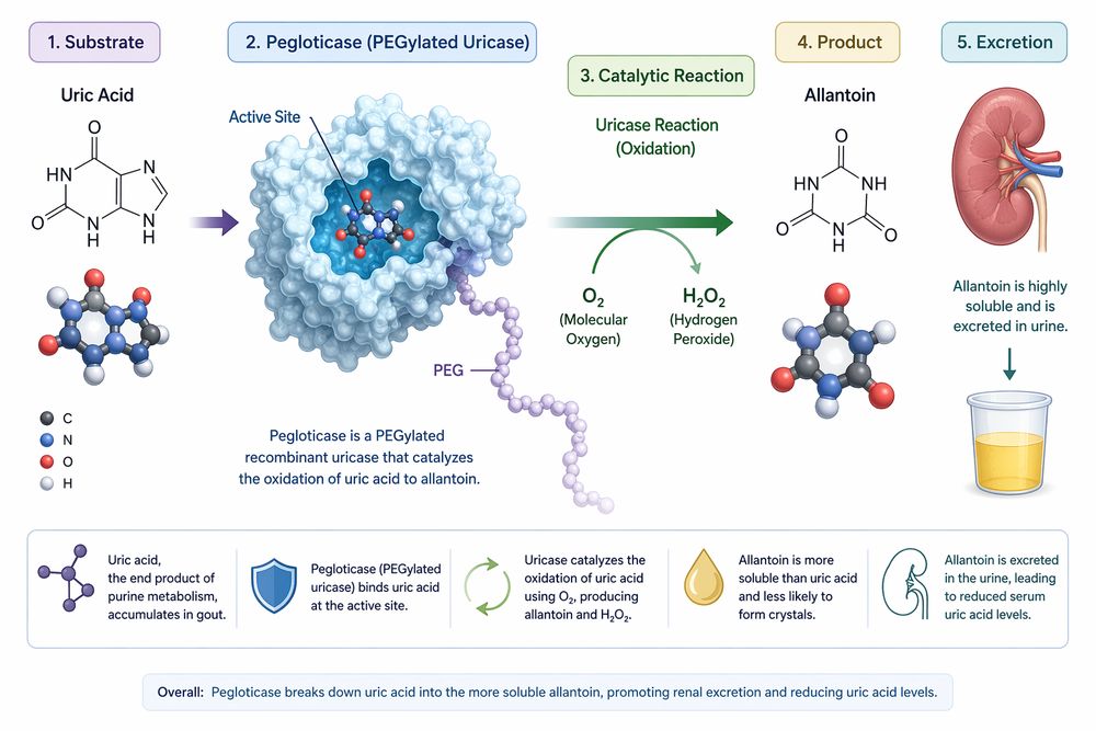 Overview of Pegloticase mechanism from uric acid oxidation to allantoin formation