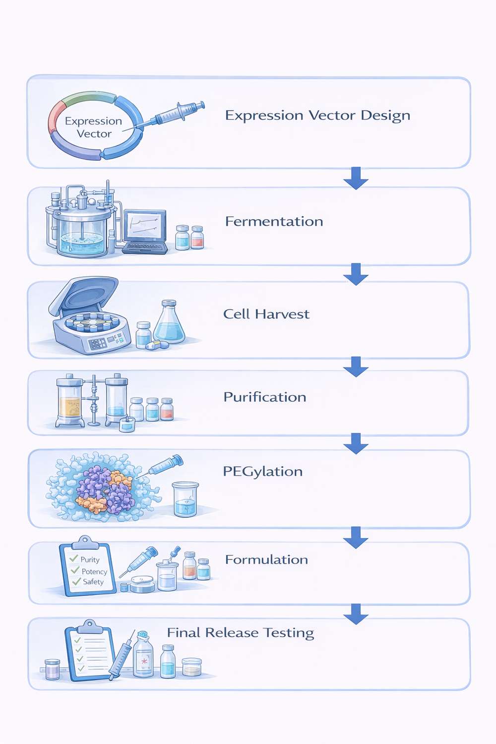 Recommended overview graphic for recombinant uricase manufacturing stages.
