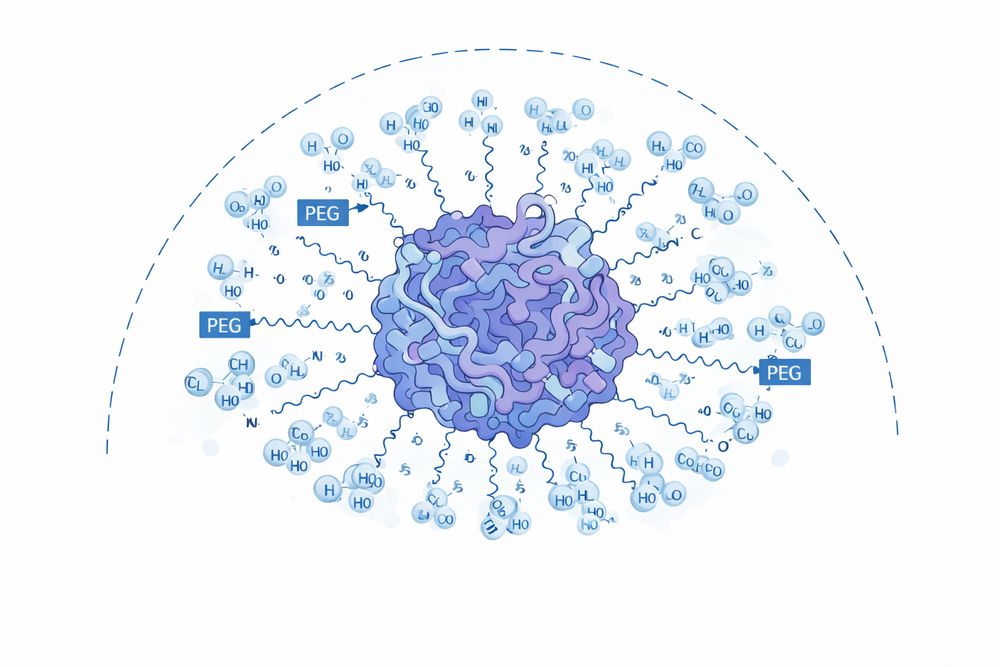 Molecular structure of PEGylated protein showing PEG chains surrounding protein core