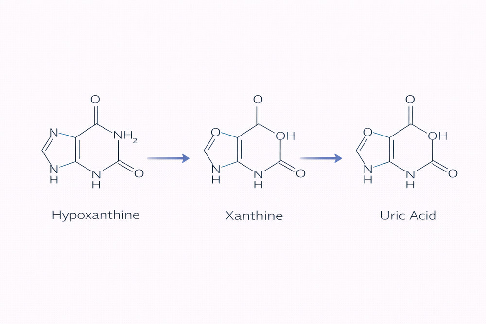 Structural progression from hypoxanthine to uric acid