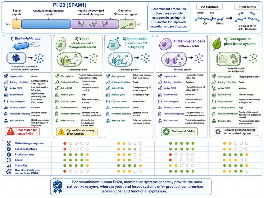 Comparison of recombinant human hyaluronidase expression systems: CHO, HEK, yeast, and bacteria