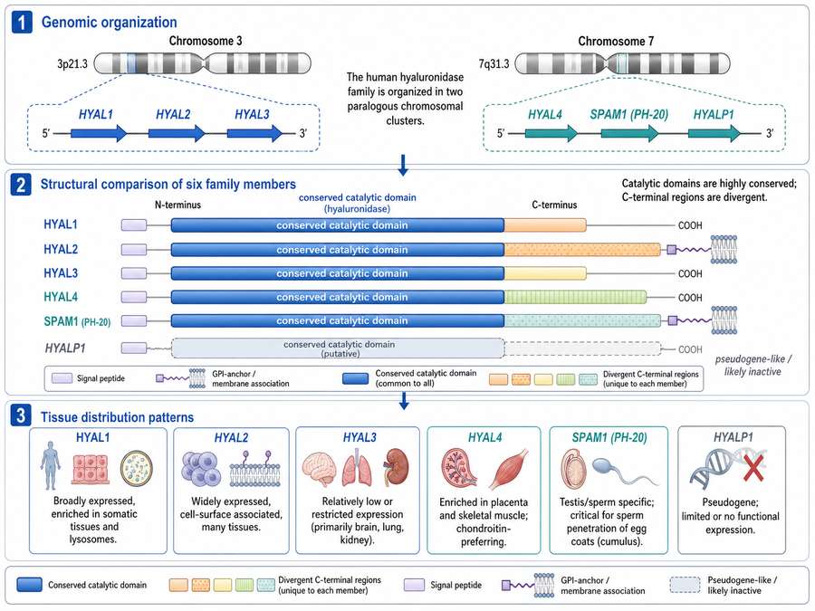 Human Hyaluronidase Family Overview