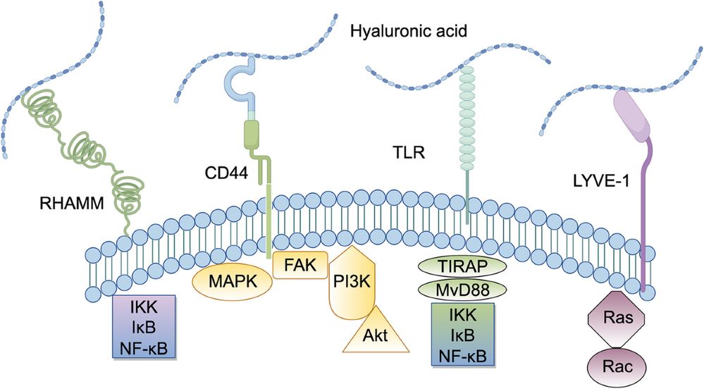 Hyaluronidase structure and mechanism of action