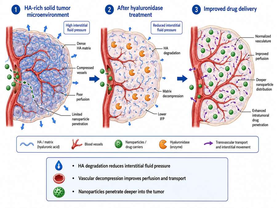 Mechanism of hyaluronidase-enhanced drug penetration in solid tumors