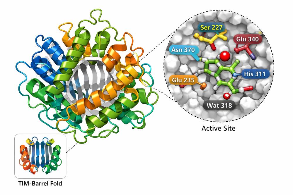 Molecular structure of recombinant β-glucocerebrosidase showing TIM-barrel fold and active site architecture