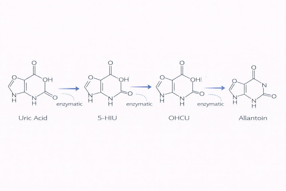 Biochemical intermediates in the uric acid oxidation pathway