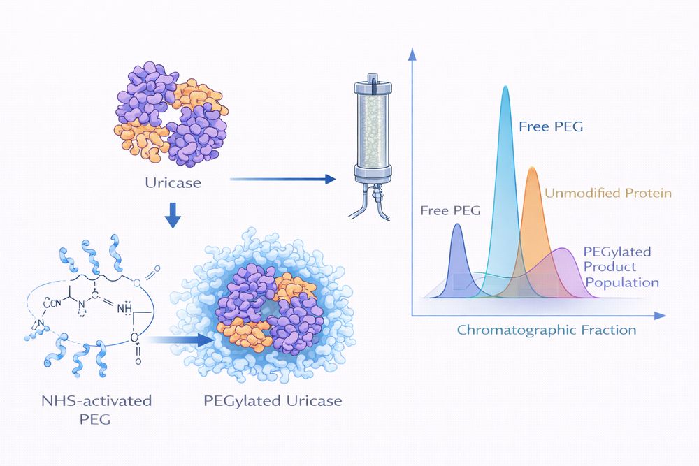 Recommended visual for PEGylation workflow and cleanup sequence.
