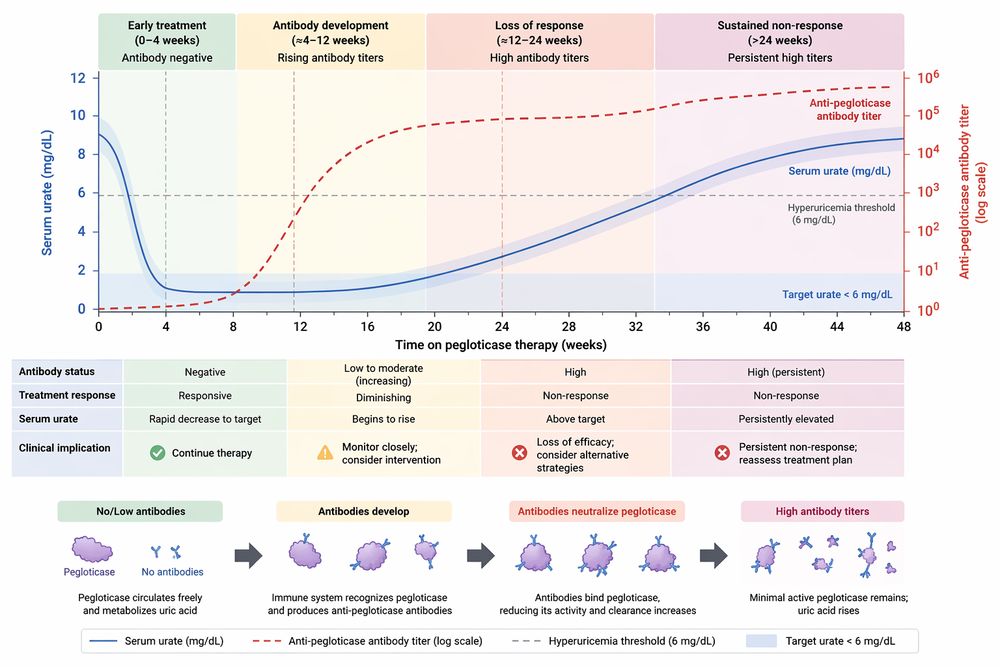 Relationship between anti-pegloticase antibody development and treatment response over time