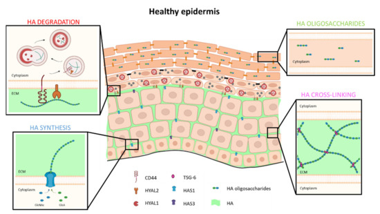 Hyaluronan in Skin Barrier