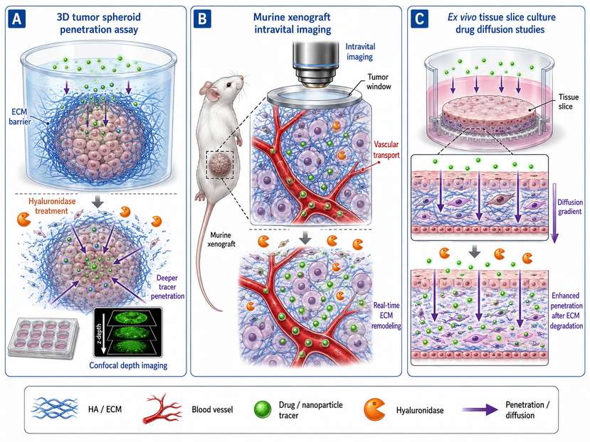 Experimental models for studying hyaluronidase-mediated ECM remodeling