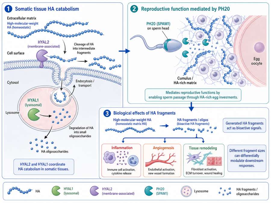 Physiological Roles of Hyaluronidases
