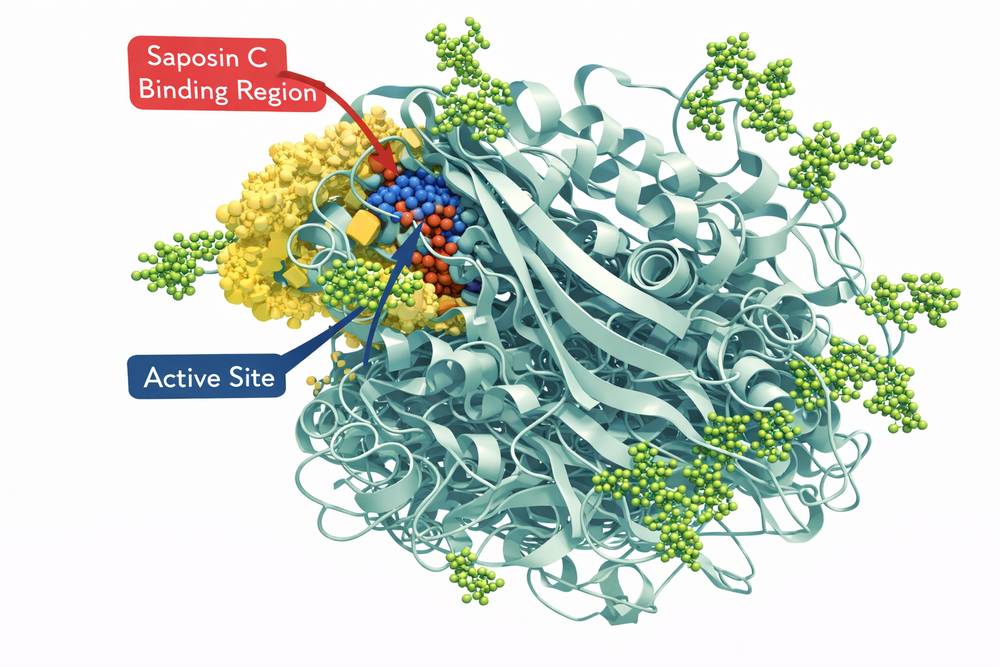 Three-dimensional structure of glucocerebrosidase enzyme