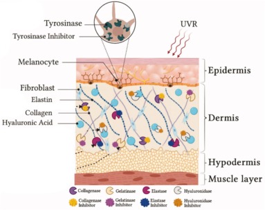 Hyaluronidase overcoming ECM barrier