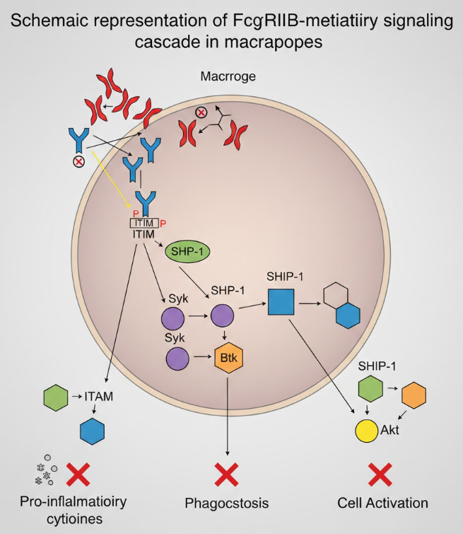 FcγRIIB signaling cascade