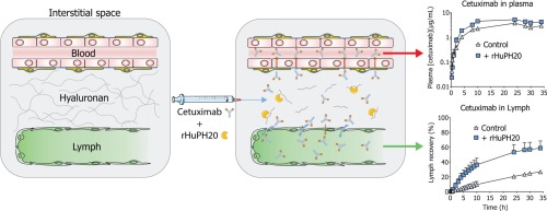 rHuPH20 Mechanism of Action