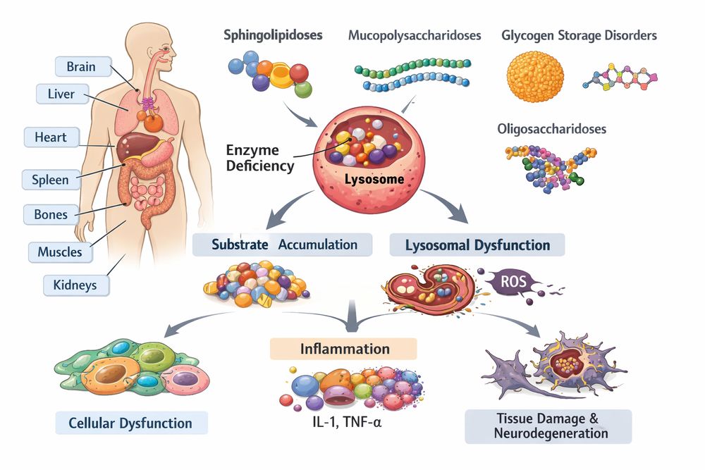 Overview of lysosomal storage disease classification and pathophysiology