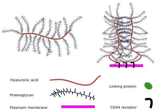 Hyaluronan structure in extracellular matrix