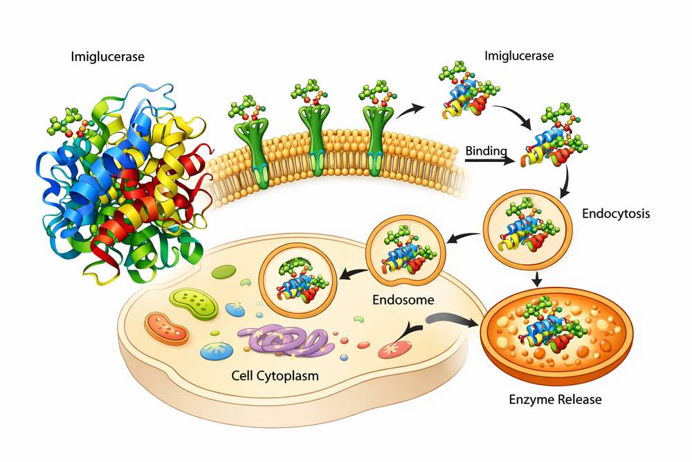 Molecular structure of Imiglucerase and cellular uptake mechanism