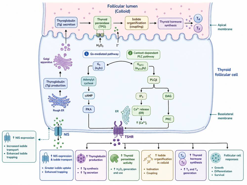 TSH receptor signaling through cAMP and phospholipase C with iodide uptake and thyroid hormone synthesis