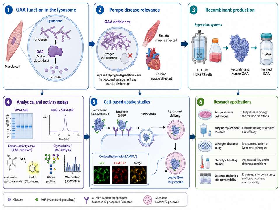 Overview of GAA function recombinant production activity assays and research applications