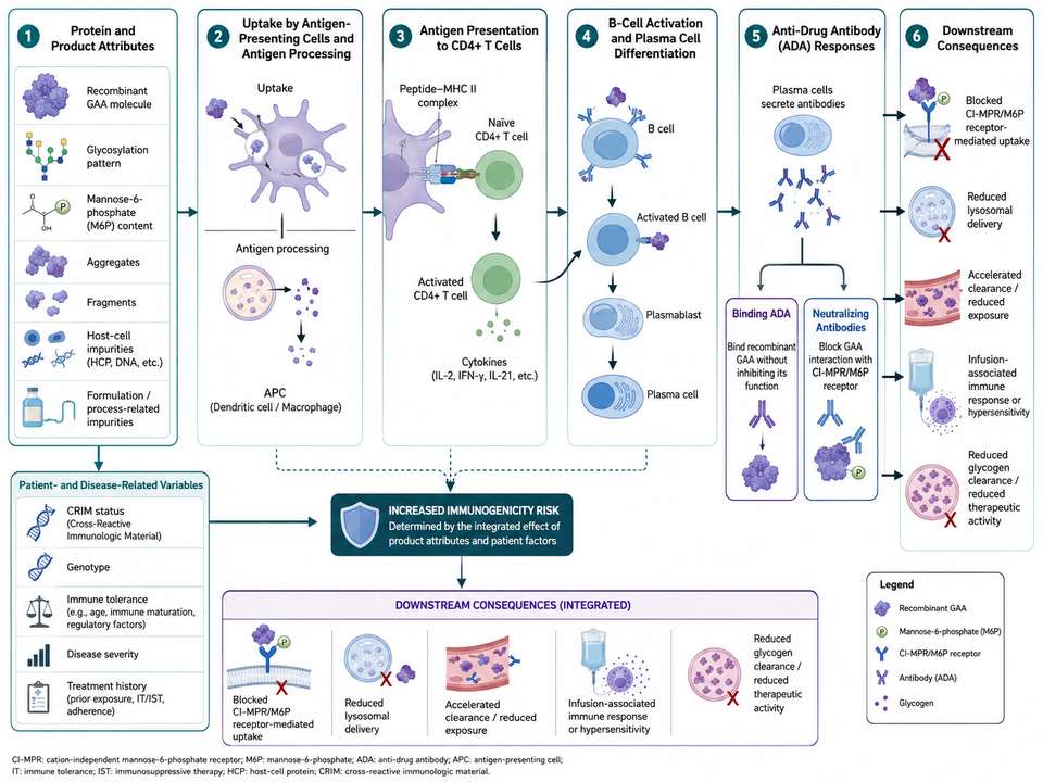 Immunogenicity risk pathway for recombinant acid alpha-glucosidase