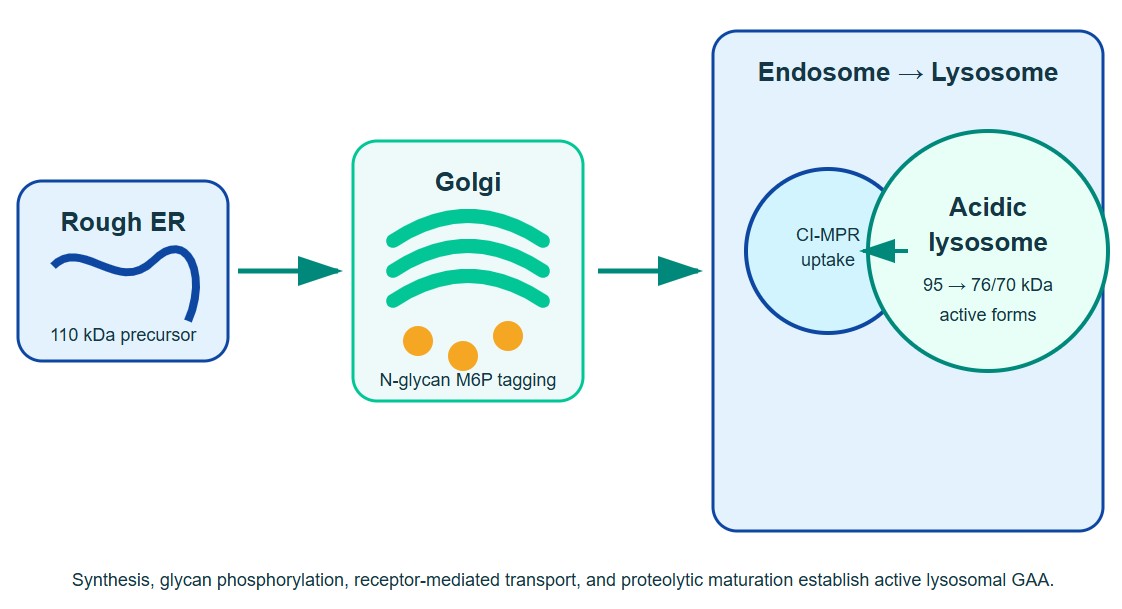 GAA protein processing, mannose-6-phosphate tagging, receptor-mediated transport, and lysosomal maturation