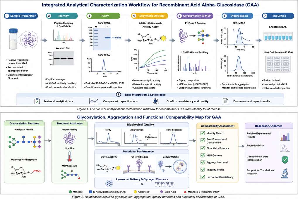 Integrated analytical characterization workflow for recombinant GAA