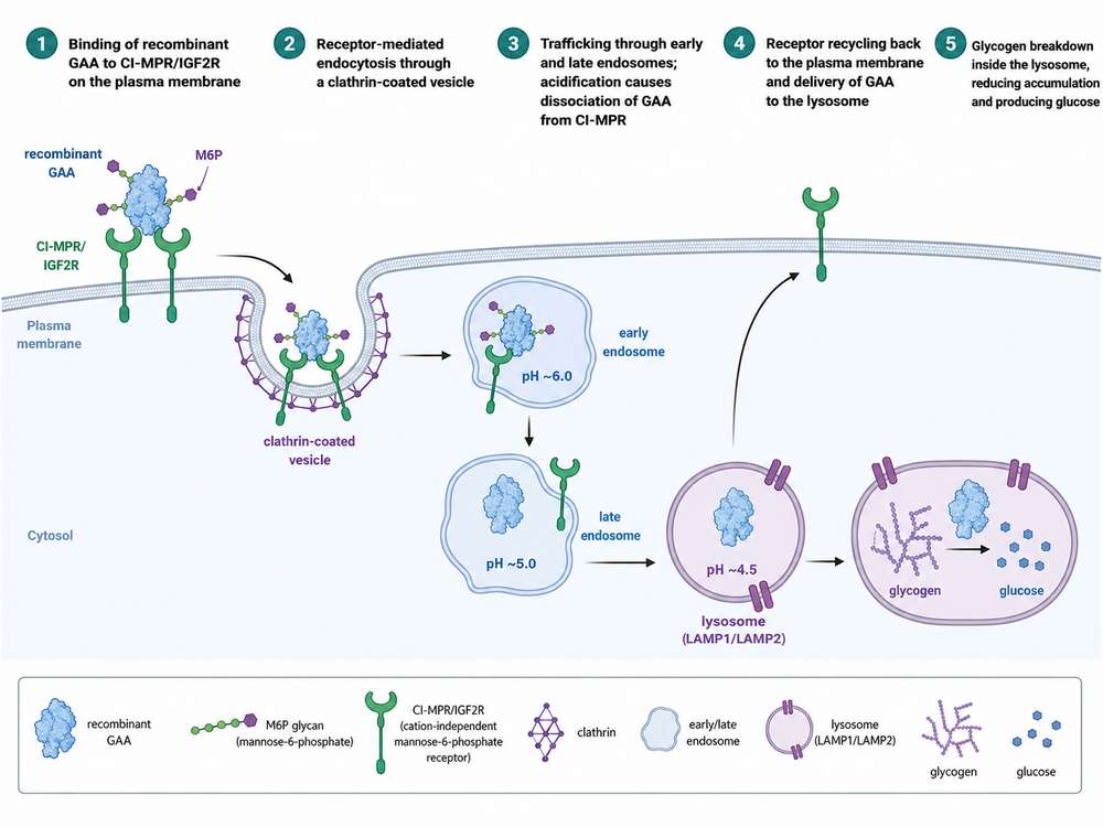 Mannose-6-phosphate receptor-mediated uptake and lysosomal delivery of recombinant GAA
