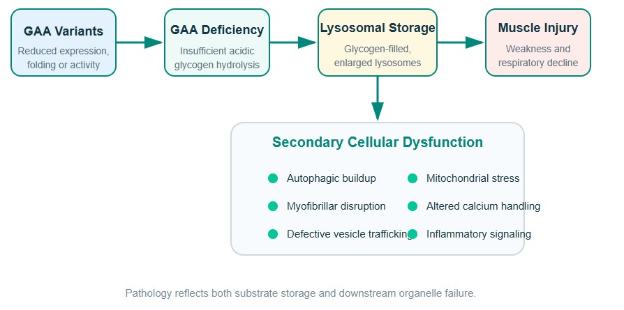 Mechanistic progression from GAA gene variants and enzyme deficiency to lysosomal glycogen storage, autophagic dysfunction, and muscle pathology