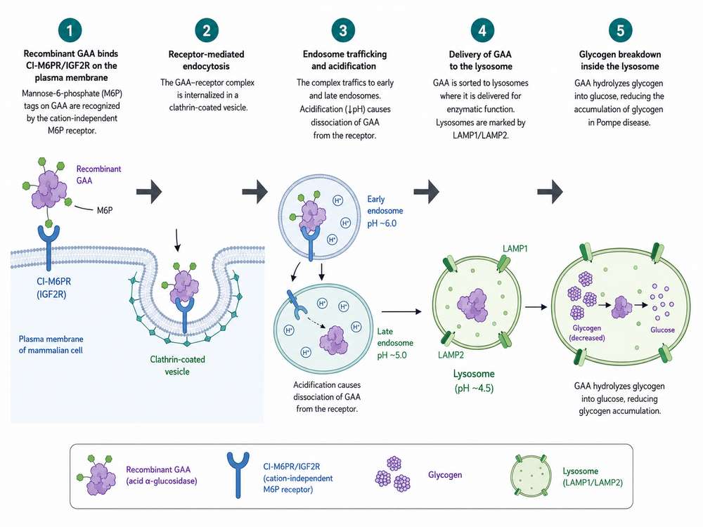 BioRender-style workflow of recombinant GAA binding to mannose-6-phosphate receptors, endocytosis, endosomal trafficking, lysosomal delivery, and glycogen degradation
