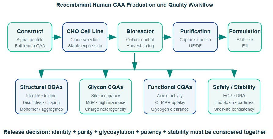 Workflow for CHO expression, purification, formulation, and quality characterization of recombinant human acid alpha-glucosidase