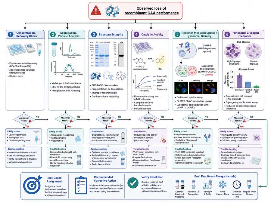 Recombinant GAA stability testing and troubleshooting workflow