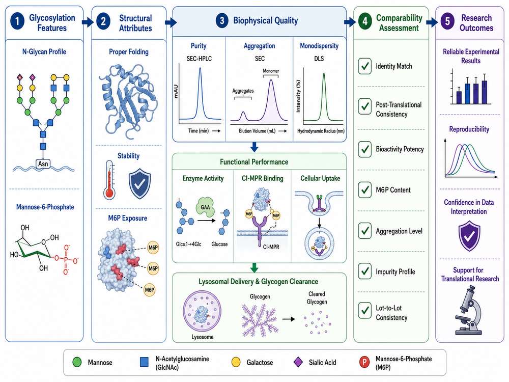 Glycosylation aggregation and functional comparability map for recombinant GAA
