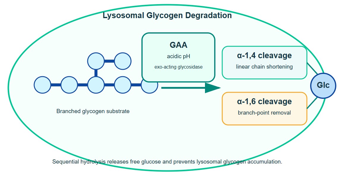 Acid alpha-glucosidase hydrolysis of alpha-1,4 and alpha-1,6 glycosidic bonds in lysosomal glycogen