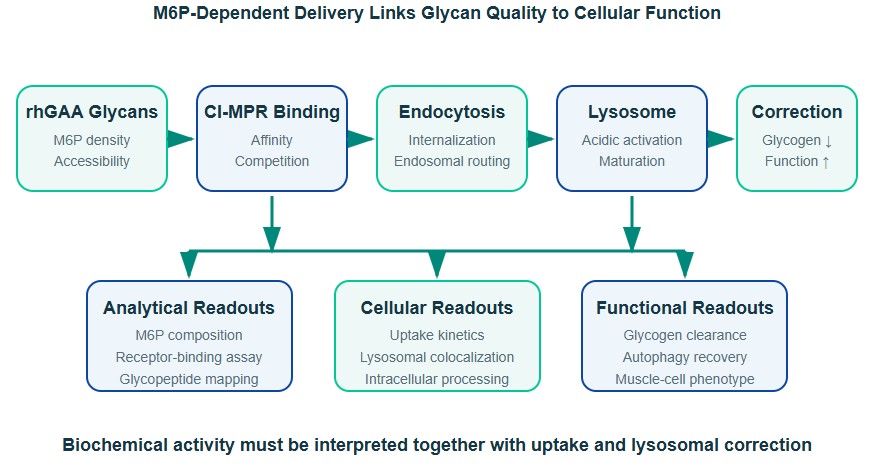 Relationship between mannose-6-phosphate content, CI-MPR binding, cellular uptake, lysosomal delivery, and glycogen degradation by recombinant GAA