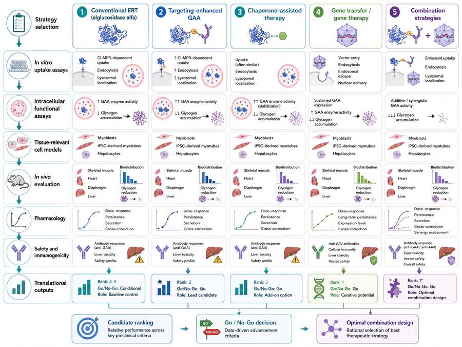 Preclinical comparison workflow for next-generation GAA enzyme replacement chaperone and gene therapy strategies