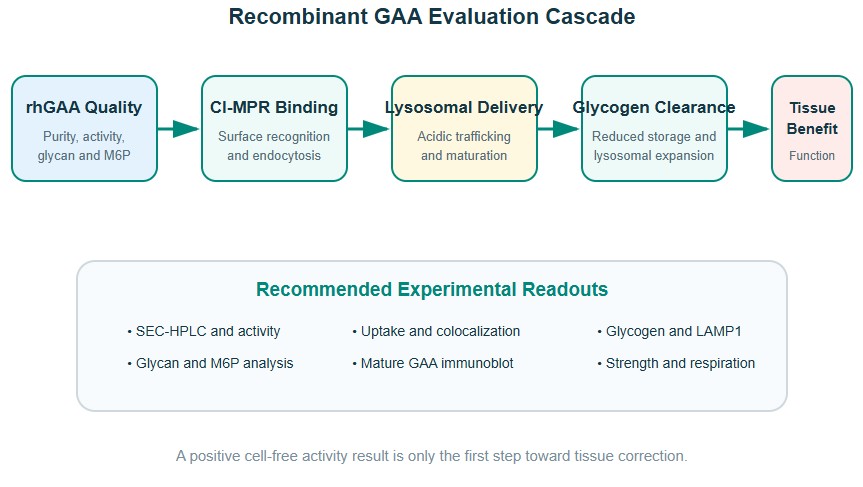 Research workflow showing recombinant GAA administration, mannose-6-phosphate receptor uptake, lysosomal delivery, glycogen clearance, and functional outcomes