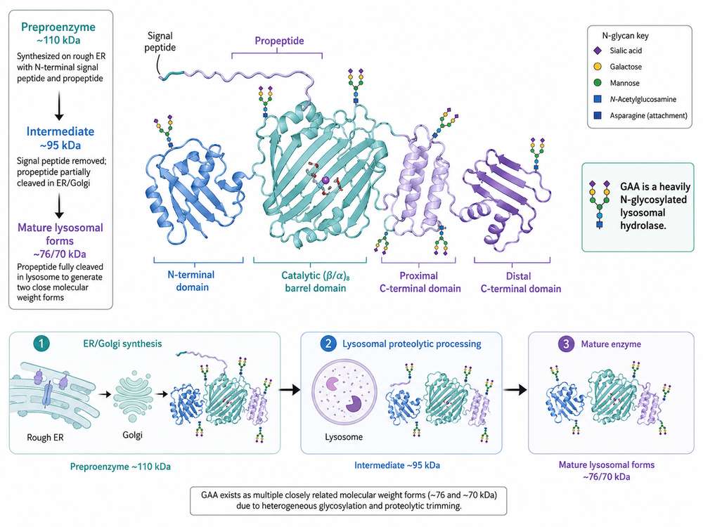 BioRender-style overview of human GAA structure, glycosylation, and maturation