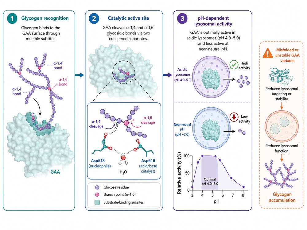 BioRender-style diagram of glycogen recognition, catalytic mechanism, pH dependence, and misfolded GAA consequences