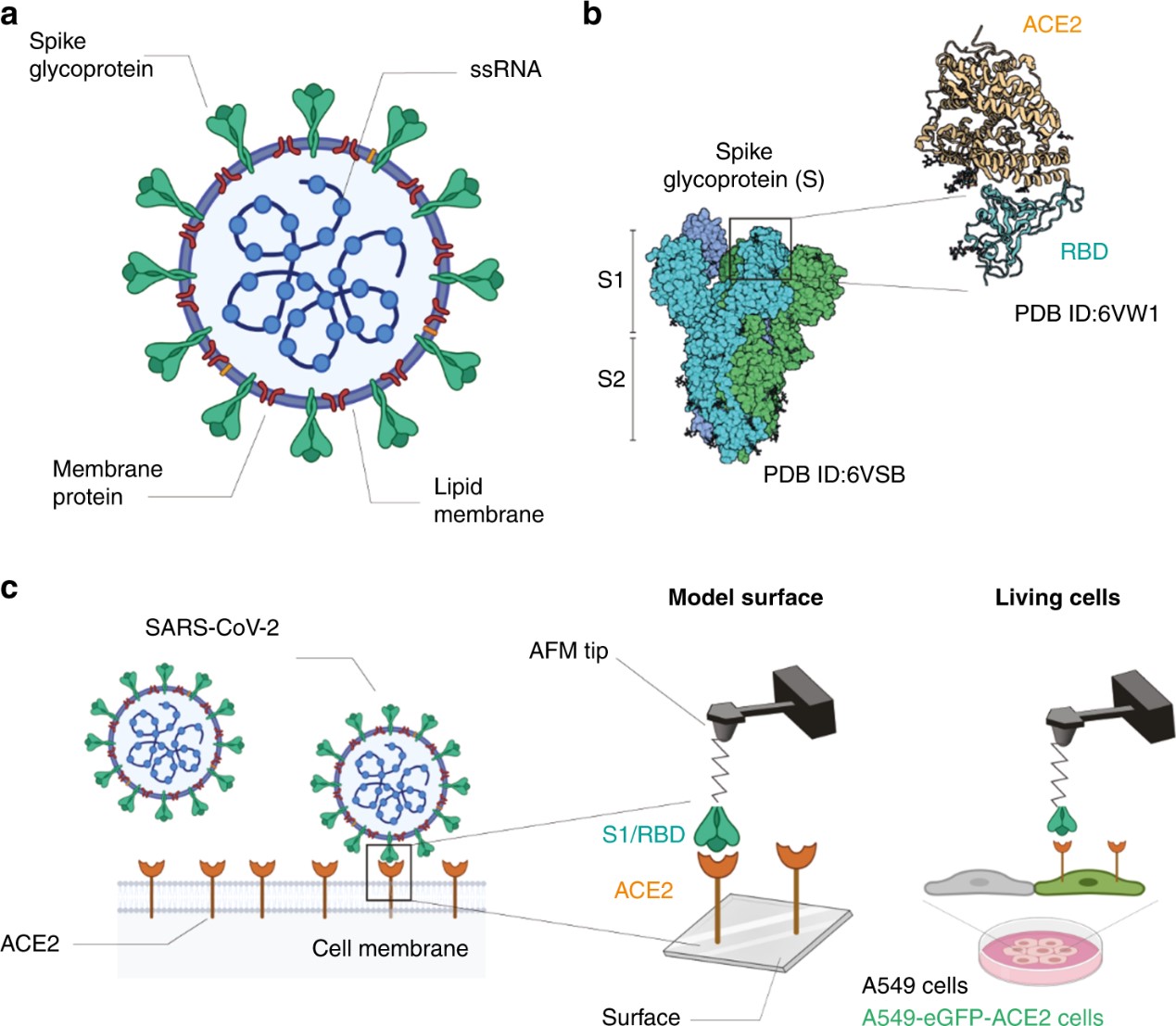 Probing SARS-CoV-2 binding to the ACE2 host receptor.