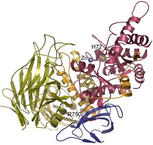 The  3-dimensional structure of lysosomal α-mannosidase.